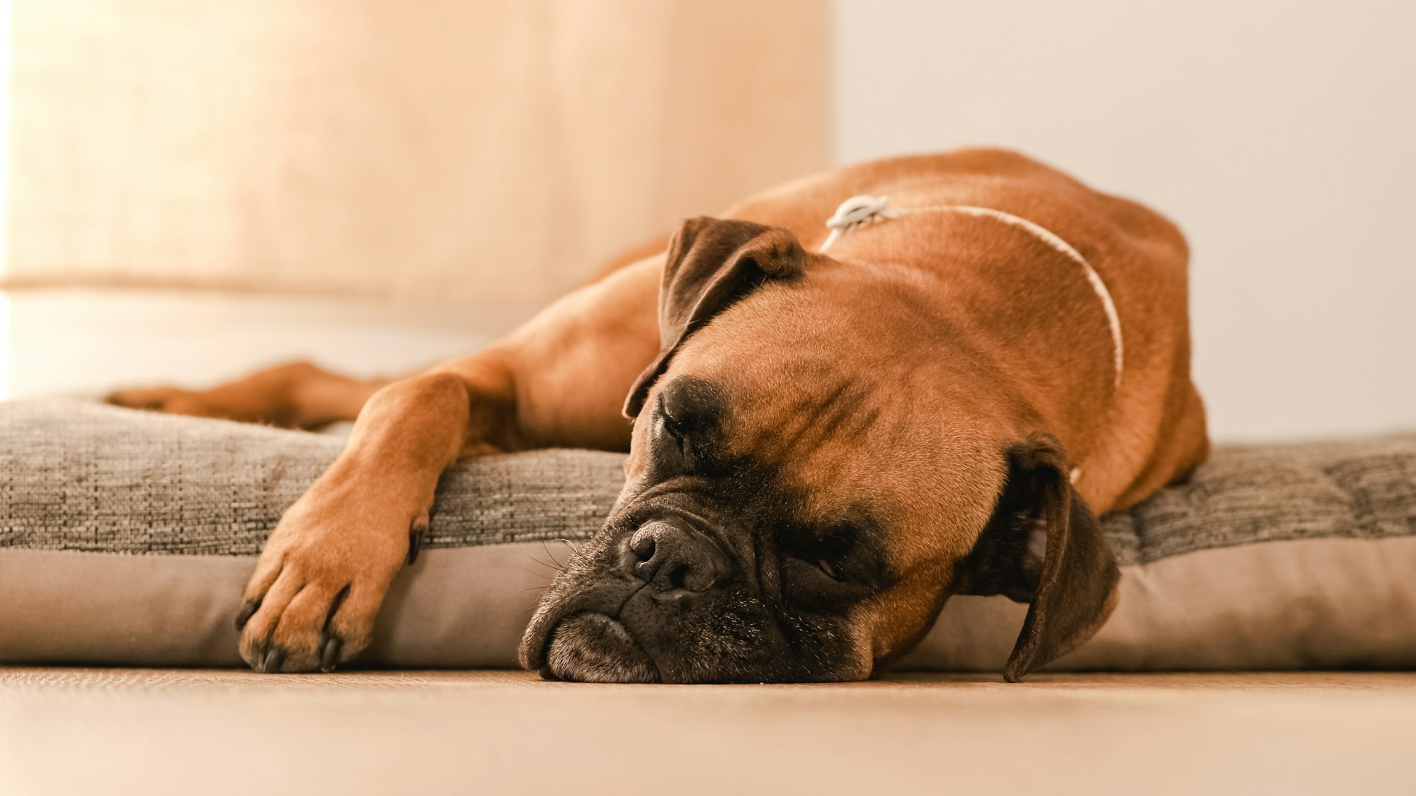 Lazy Boxer dog sleeping on pet bed at home